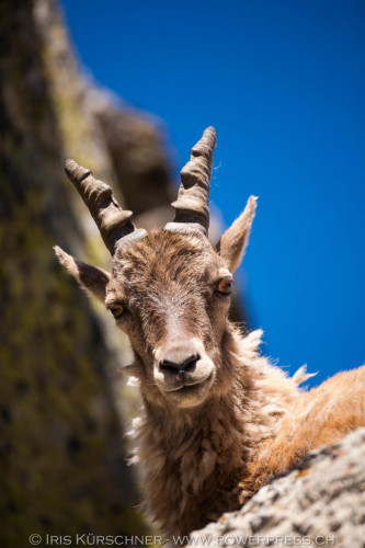 Steinbock
